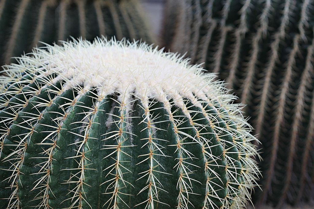 Cactus rond