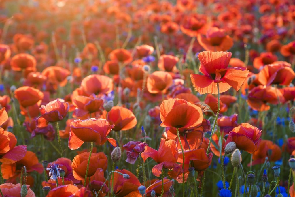 Des coquelicots dans la lumière du soir