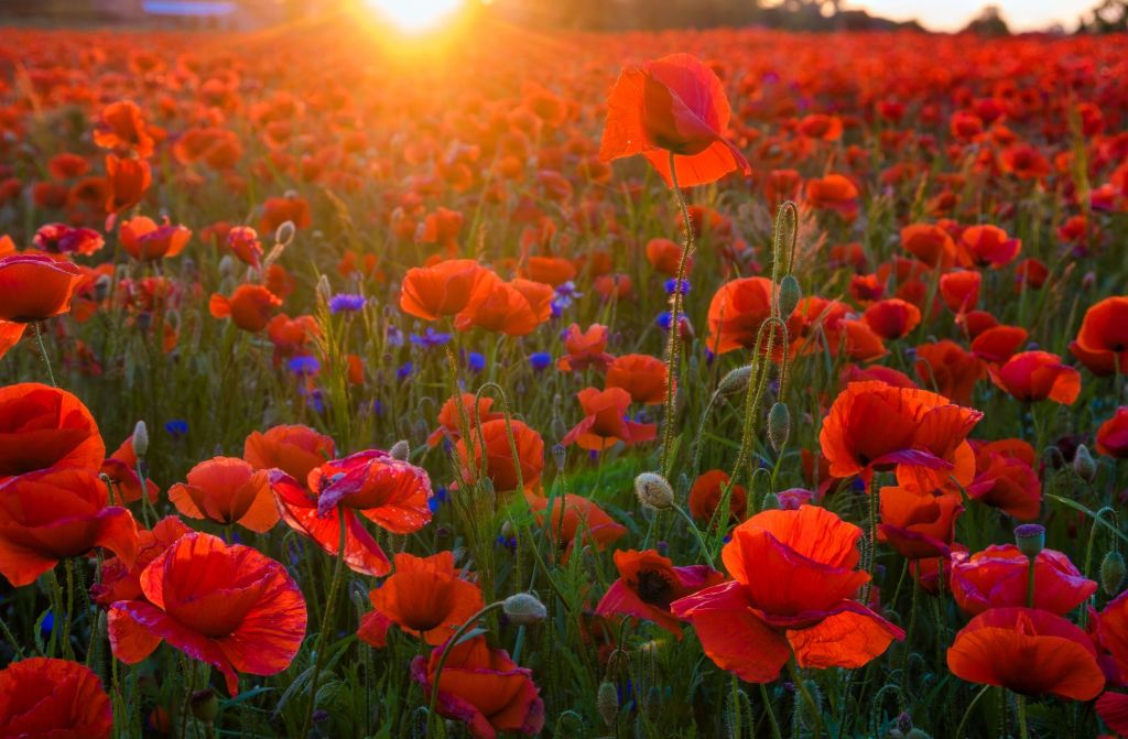 Des coquelicots au soleil levant