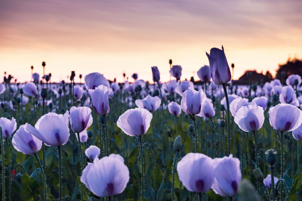 Coquelicots lilas