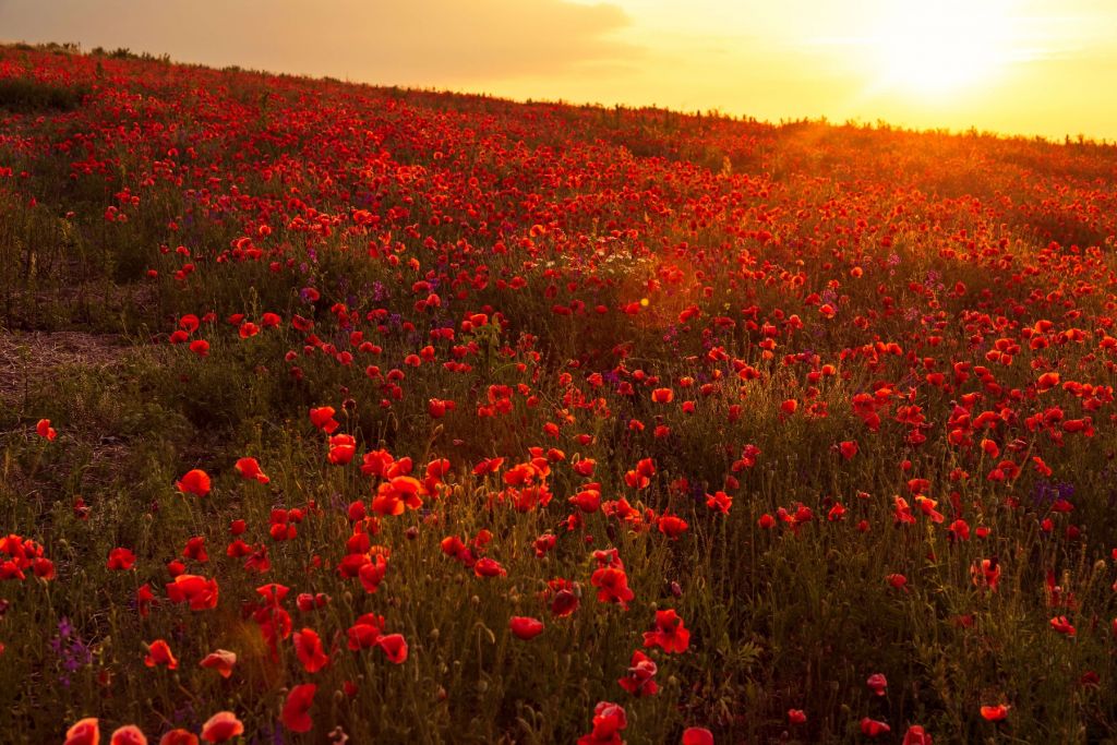 Des coquelicots sur une colline