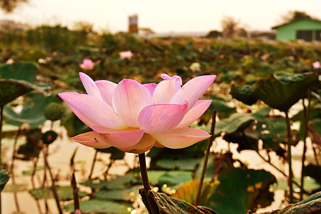 La fleur de lotus rose