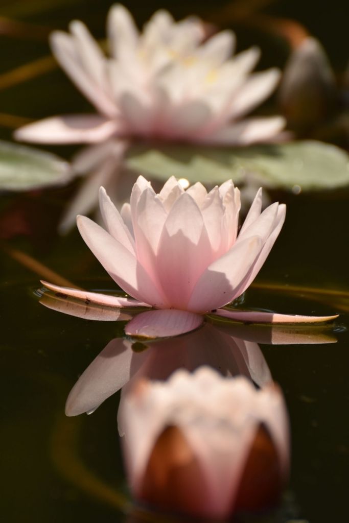 Fleur de lotus dans l'eau