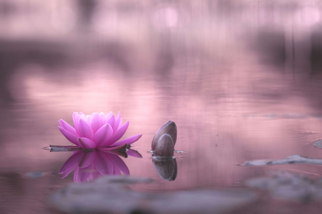 Fleur de lotus dans un étang