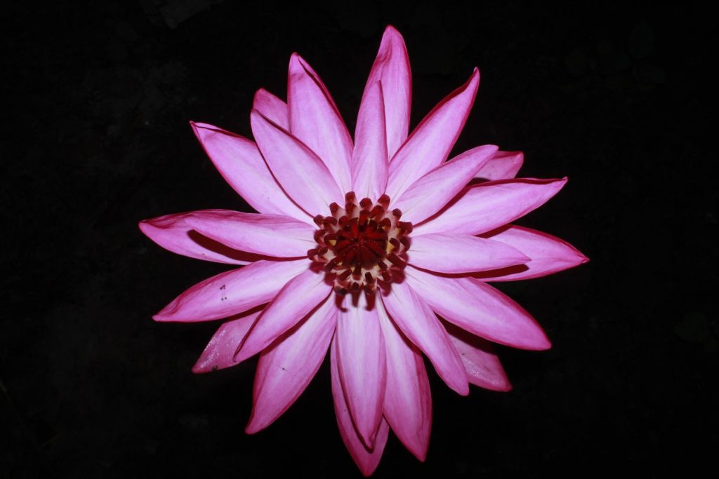 Fleur de lotus vue d'en haut