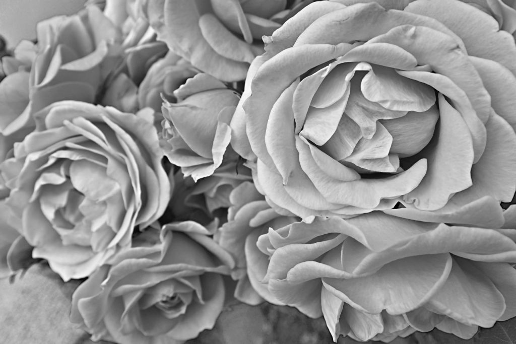 Les roses en noir et blanc