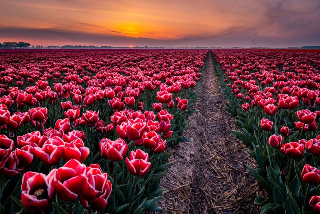 Champ de tulipes rouges