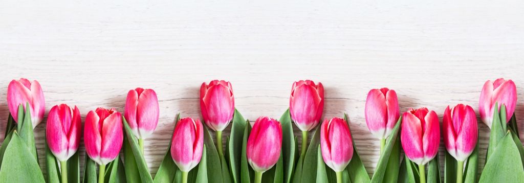 Tulipes roses sur bois