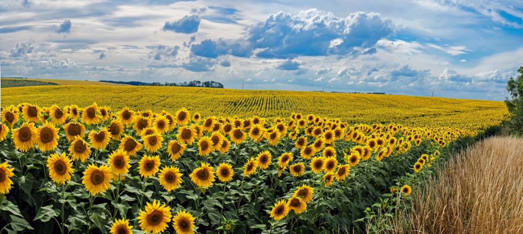 Une prairie pleine de tournesols