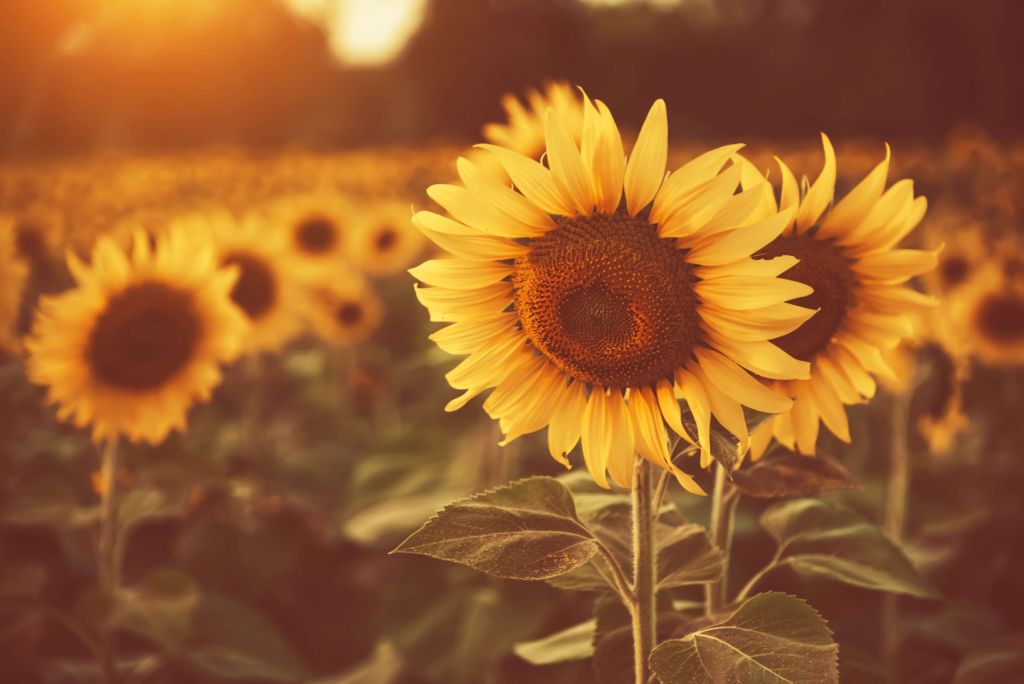 Les tournesols en plein soleil