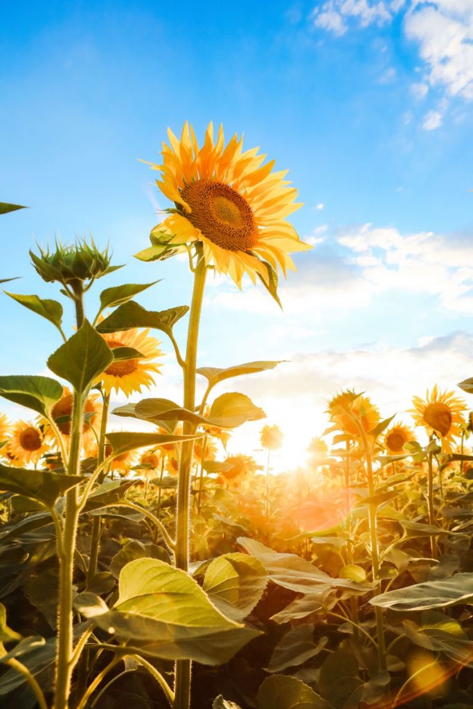 Tournesol avec ciel bleu