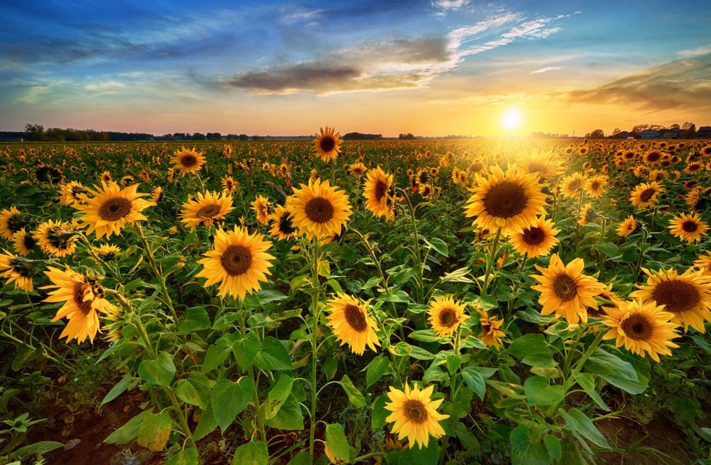 Un beau champ de tournesols