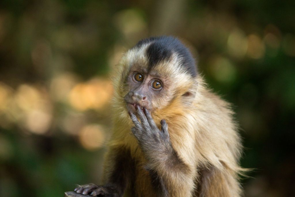Bébé singe