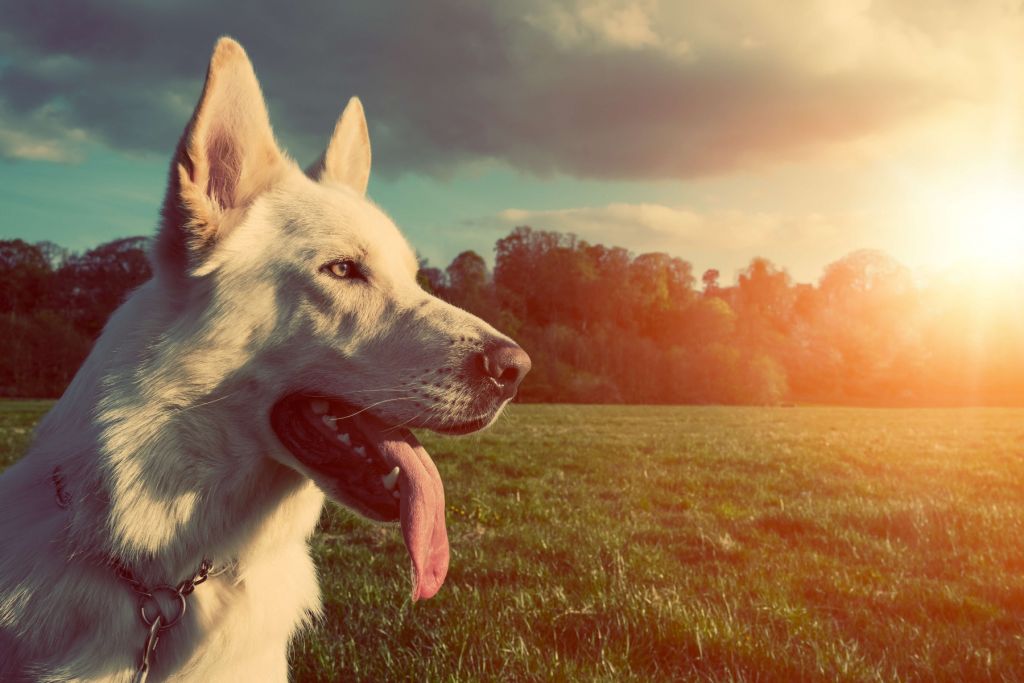 Chien blanc
