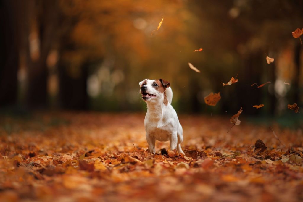 Terrier Jack Russell à l'automne