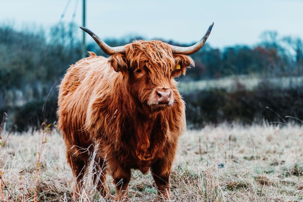 Un Highland écossais dans la forêt