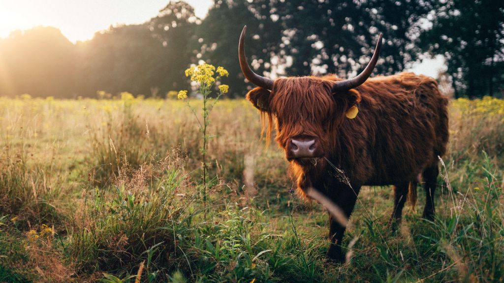 Un Highland écossais dans les hautes herbes