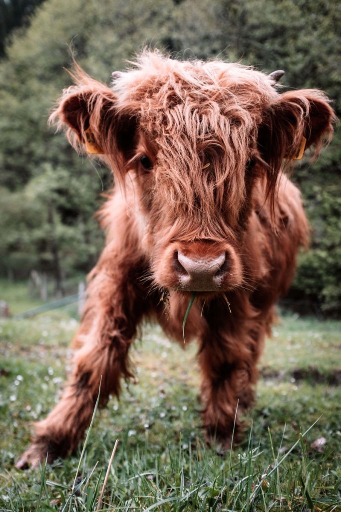 Veau Highland écossais