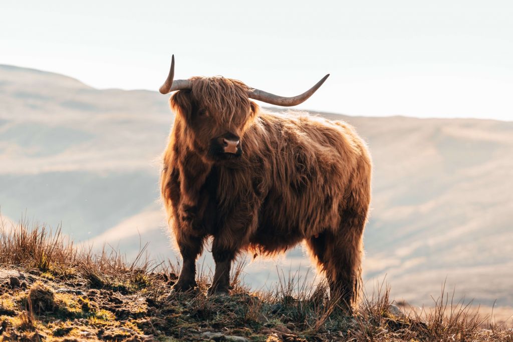 Un Highland écossais sur une colline