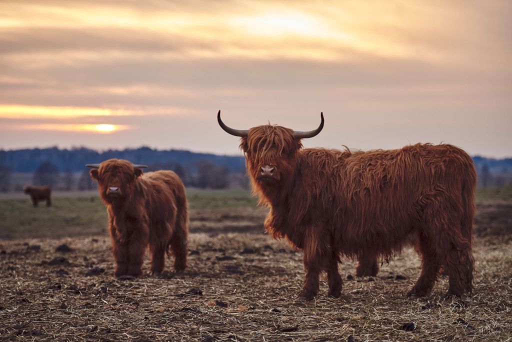 Les Highlands écossais dans la prairie