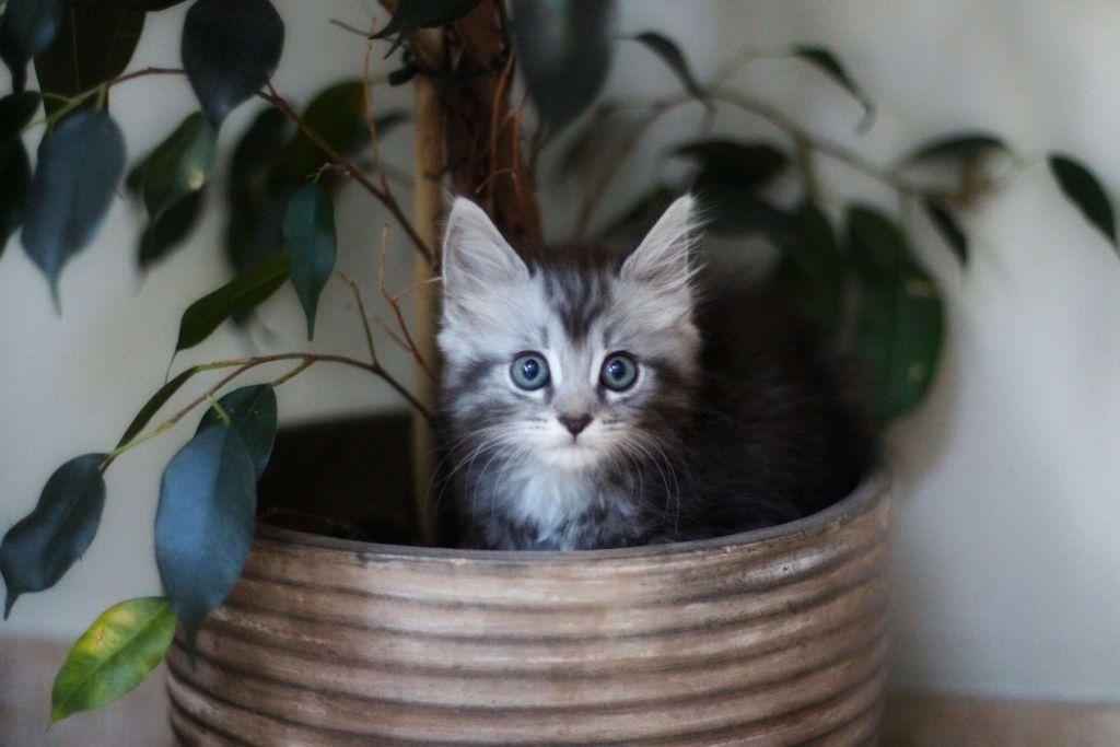 Chat dans un pot de fleur