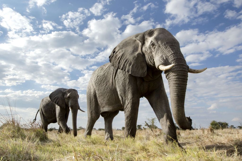 Le passage des éléphants