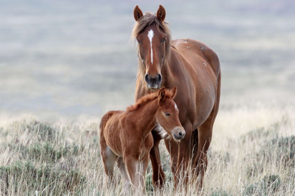 Chevaux sauvages