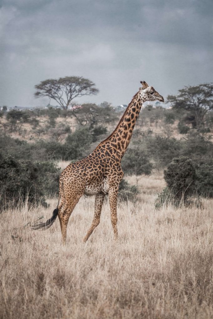 Portrait de girafe