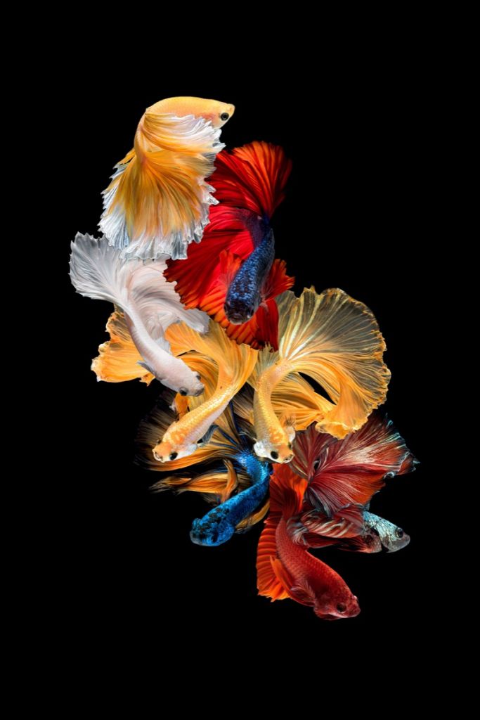 Composition du poisson