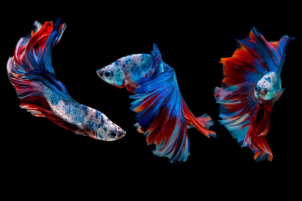 Des siamois qui combattent les poissons