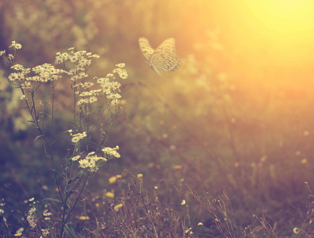 Papillon à fleurs