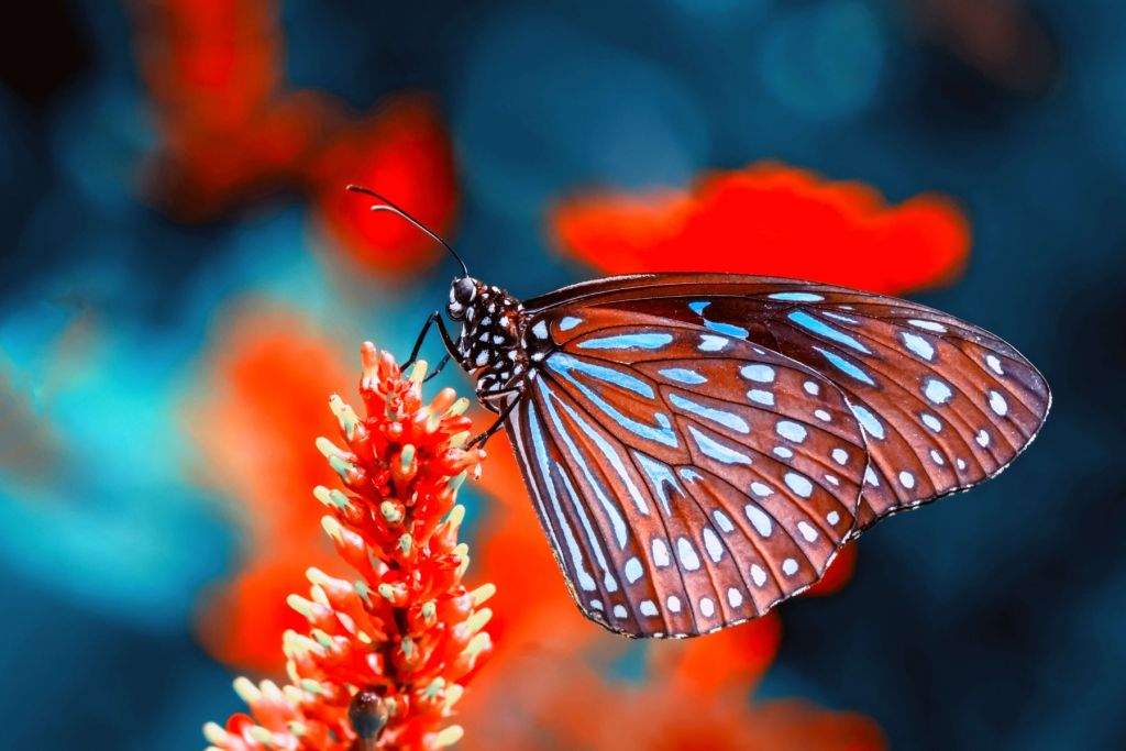 Papillon rouge