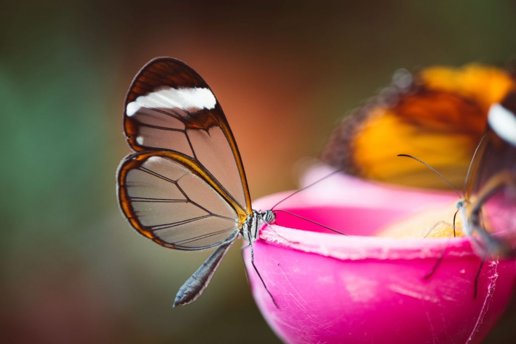 Papillon aux ailes transparentes