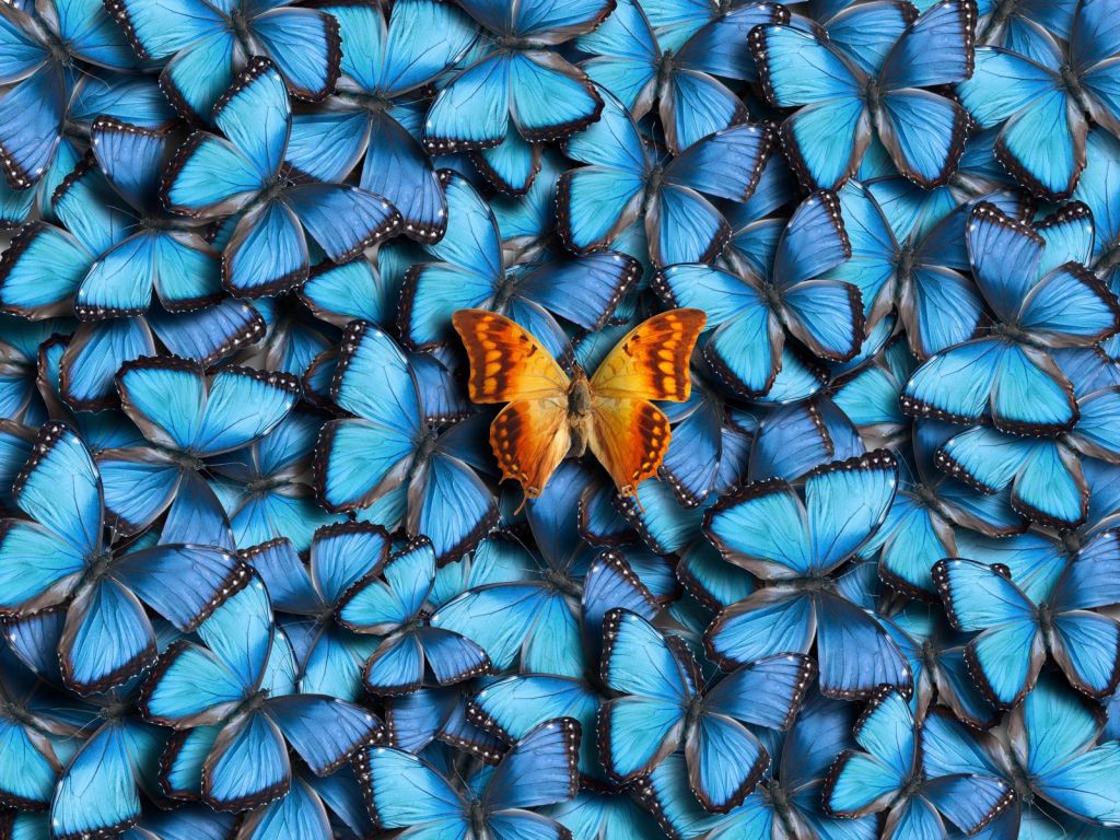 Composition du papillon