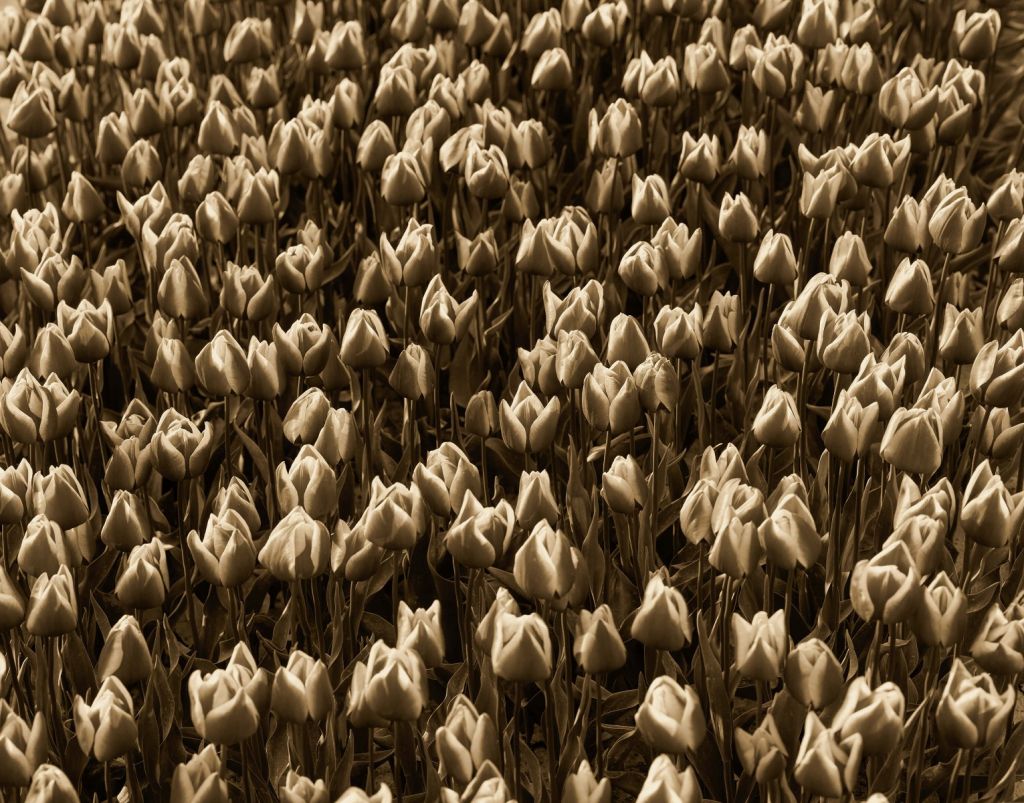 Tulipes dorées