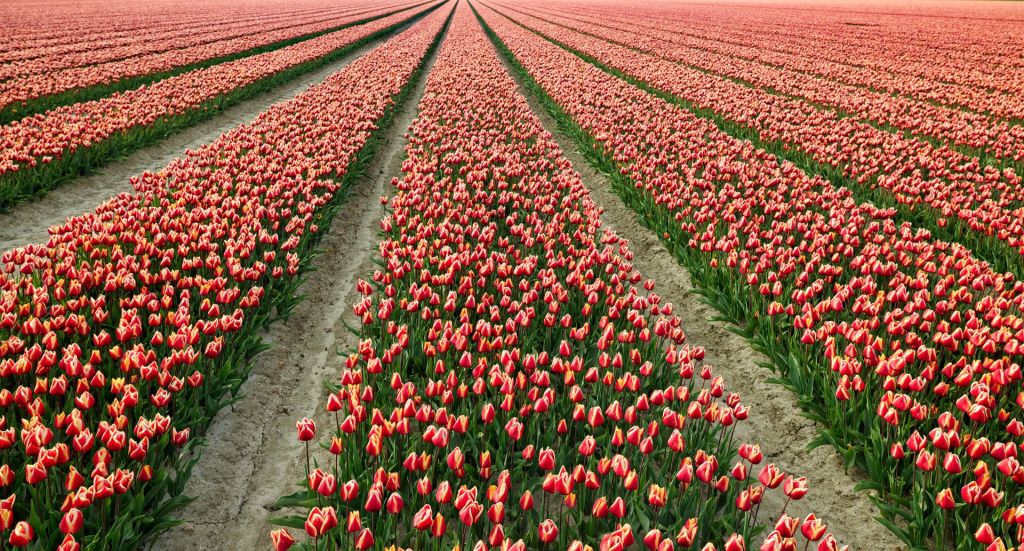 Champ de tulipes colorées