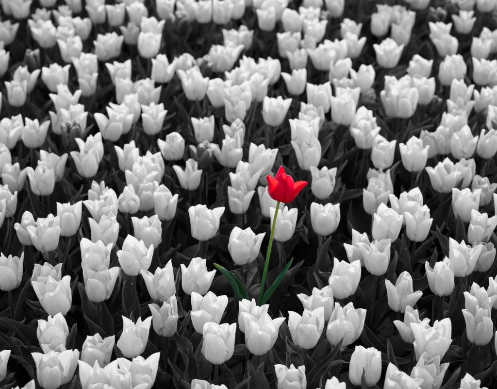 Tulipe rouge