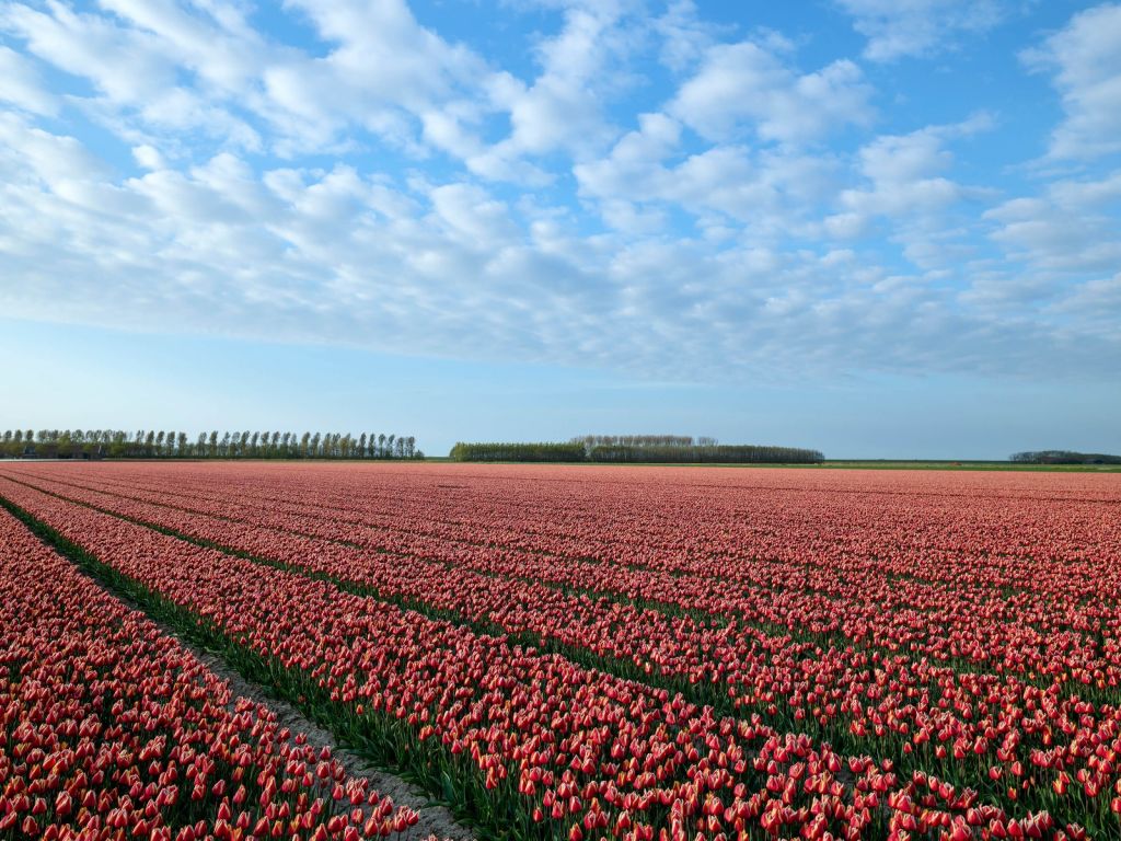 Champ de tulipes avec de beaux nuages