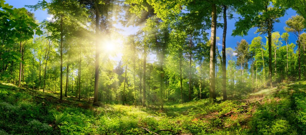 Une forêt avec des rayons de soleil