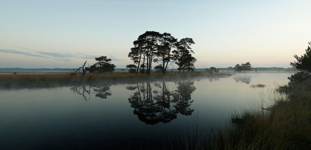 Les arbres le long des forêts