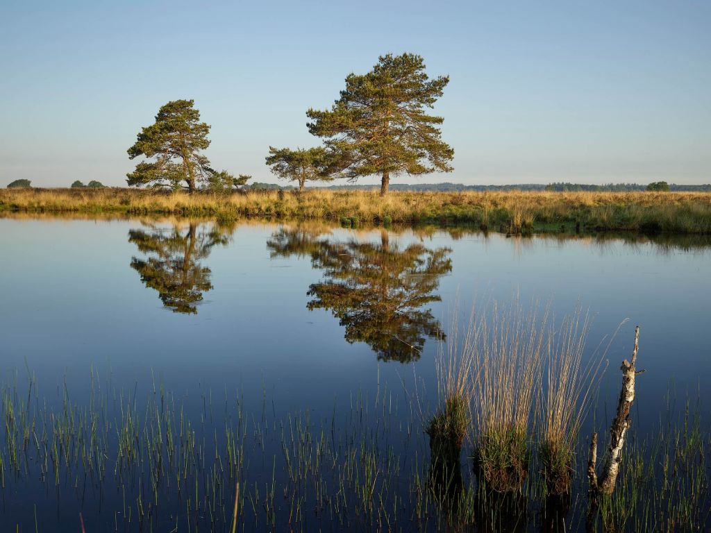 La forêt dans la lande