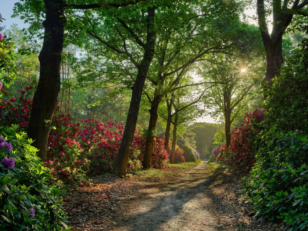 Lever de soleil sur le chemin avec des rhododendrons