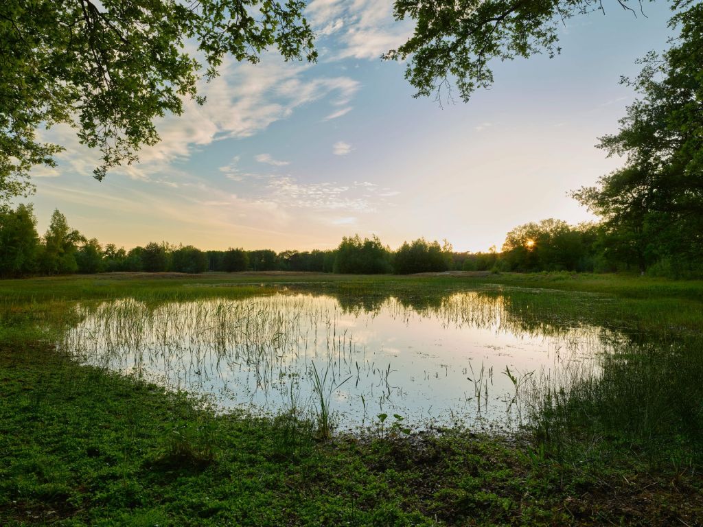 Coucher de soleil à forêt