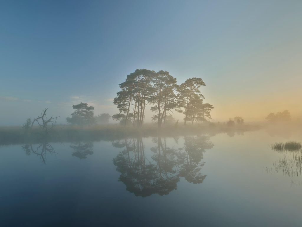 Brouillard dans les landes