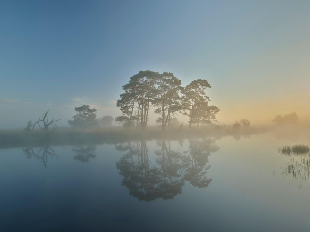 Brouillard dans les landes