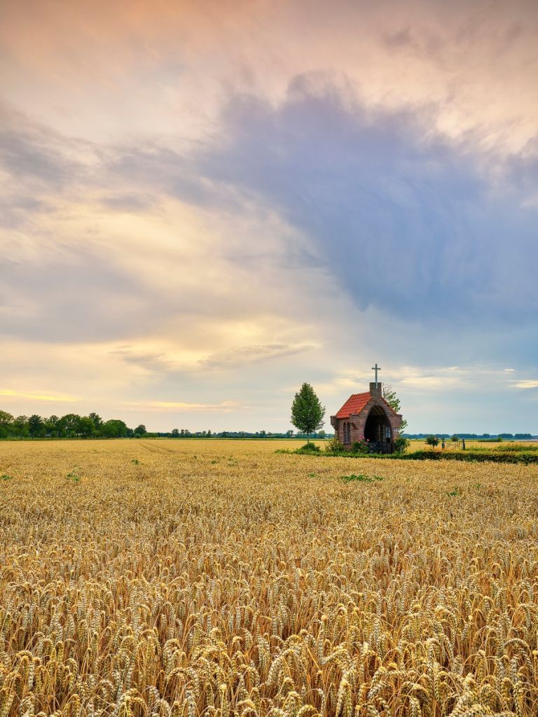 Champ de céréales