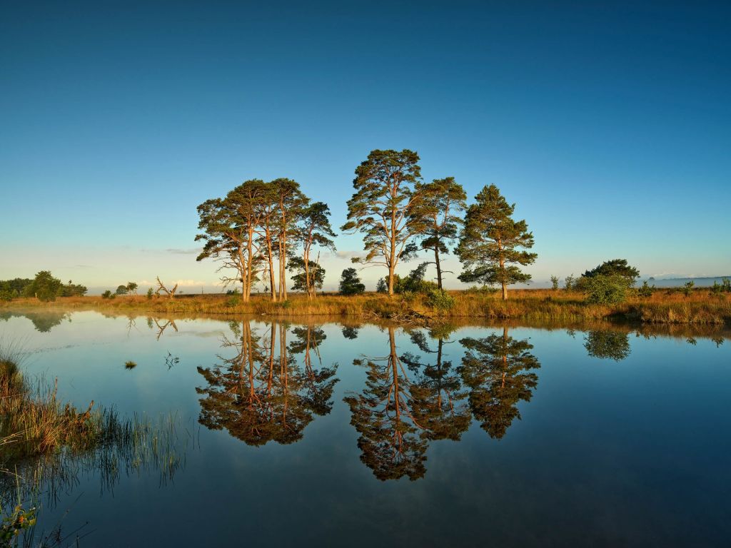 Réflexion dans un lac de forêt