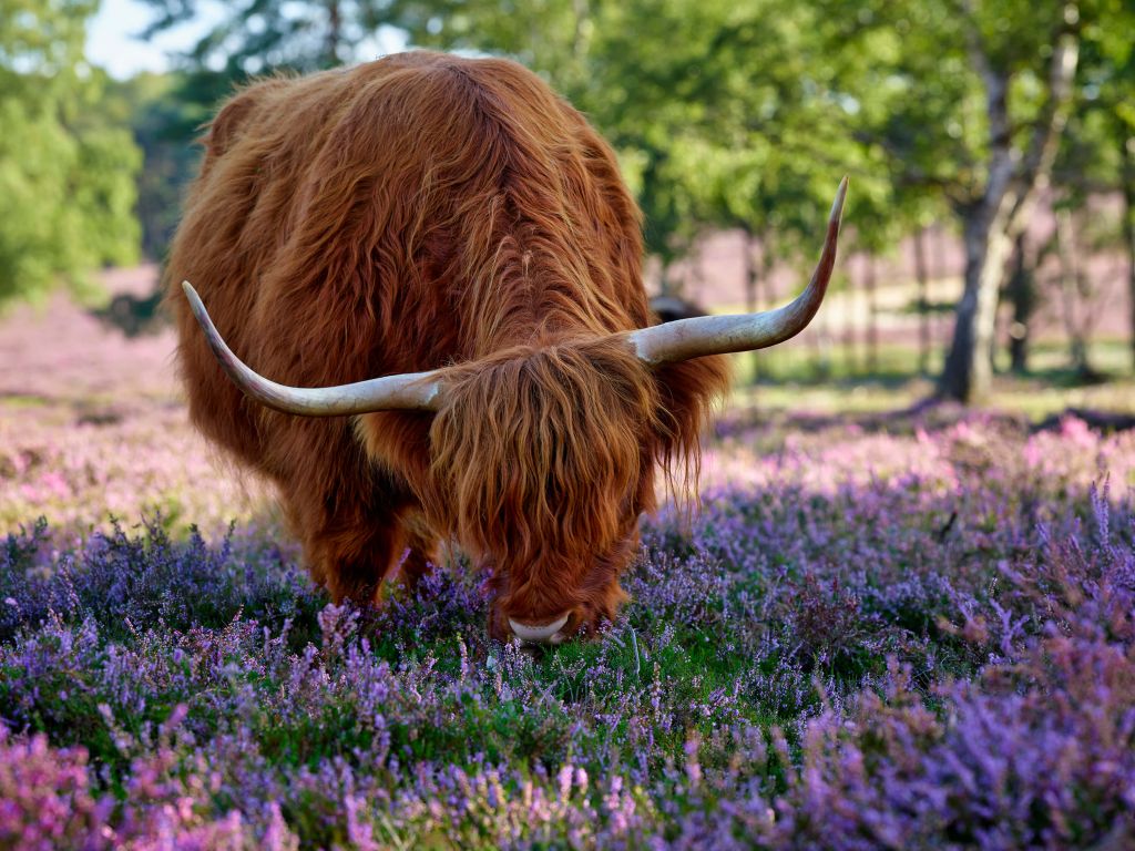 Highlands écossais dans un pâturage
