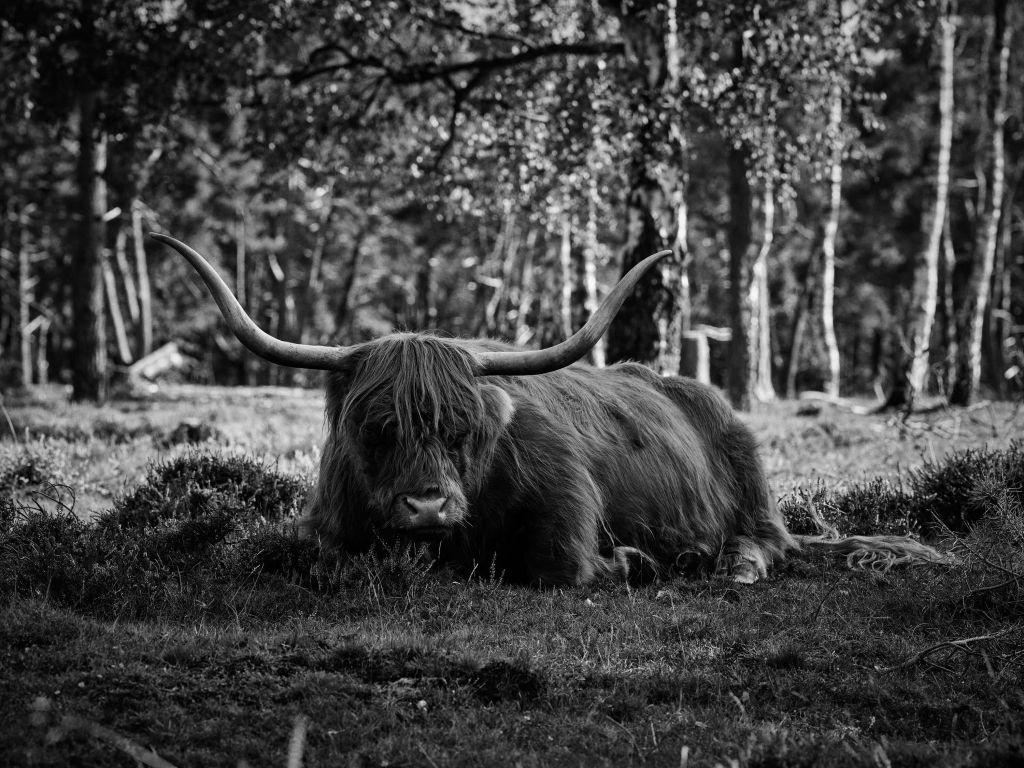 Un Highland écossais détendu