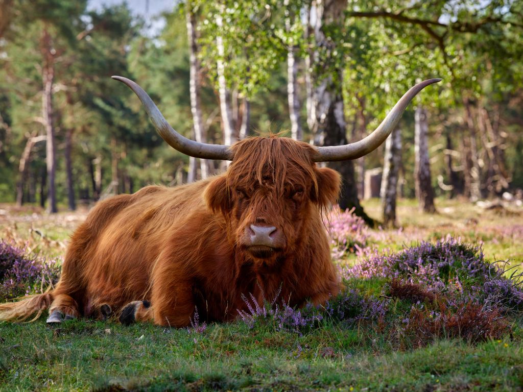 Highland écossais couché